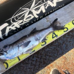 ＴＡＲＯＭＡＲＵ 釣果