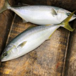 あみや渡船 JIGBOY 釣果