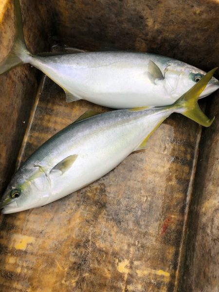 あみや渡船 JIGBOY 釣果