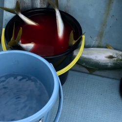 あみや渡船 JIGBOY 釣果