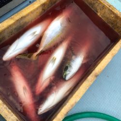 あみや渡船 JIGBOY 釣果