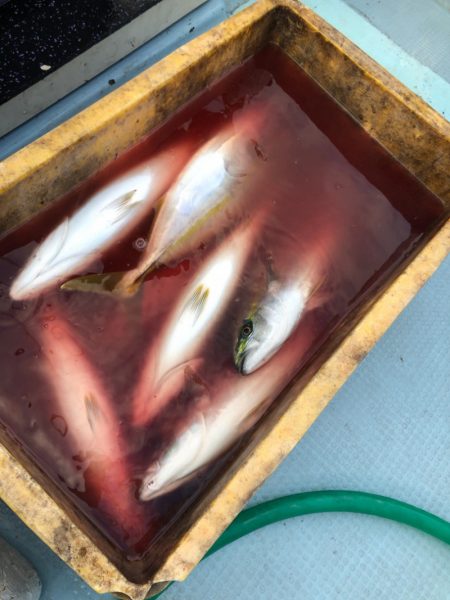 あみや渡船 JIGBOY 釣果