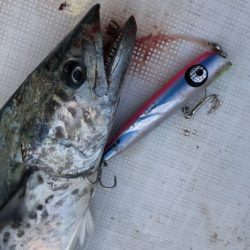 アマテラス 釣果