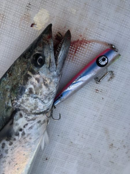 アマテラス 釣果