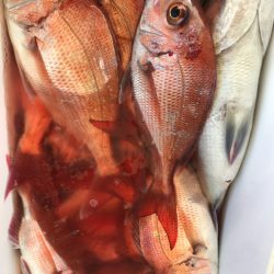 龍神丸（鹿児島） 釣果