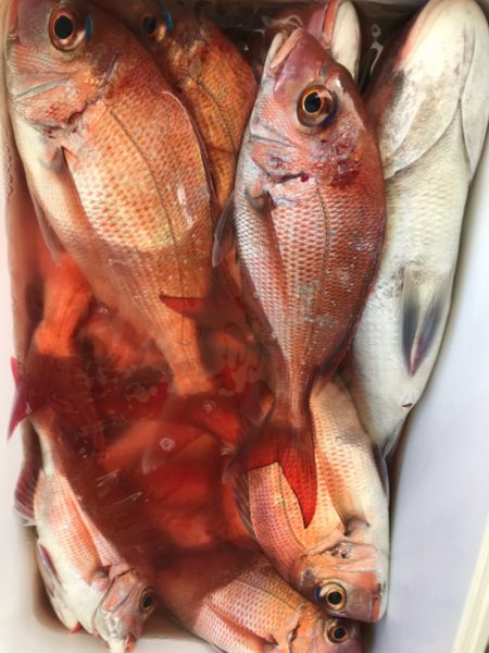 龍神丸（鹿児島） 釣果