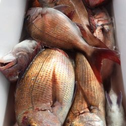 龍神丸(鹿児島) 釣果