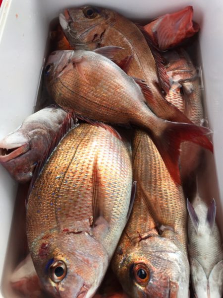 龍神丸(鹿児島) 釣果