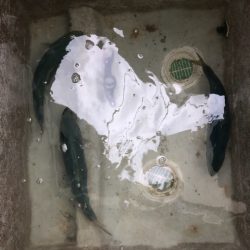 あみや渡船 JIGBOY 釣果