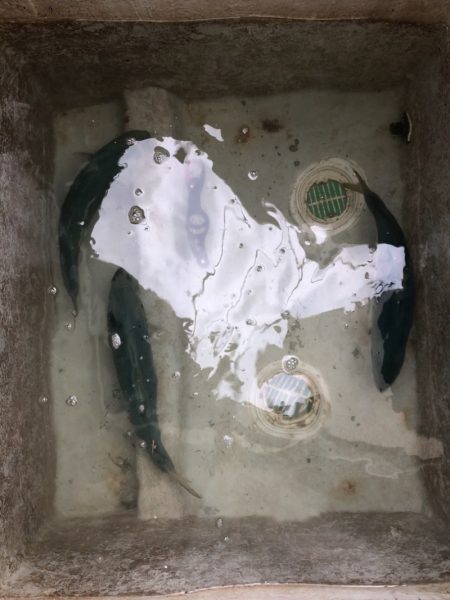 あみや渡船 JIGBOY 釣果