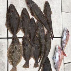 遊漁船メテオ 釣果