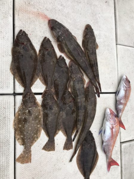 遊漁船メテオ 釣果