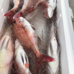 龍神丸(鹿児島) 釣果