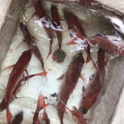 龍神丸(鹿児島) 釣果