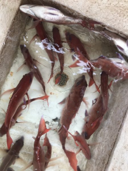 龍神丸(鹿児島) 釣果