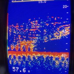 あみや渡船 JIGBOY 釣果