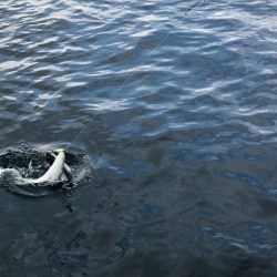 あみや渡船 JIGBOY 釣果