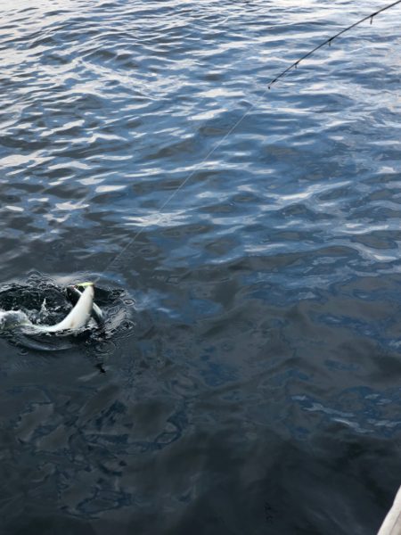 あみや渡船 JIGBOY 釣果