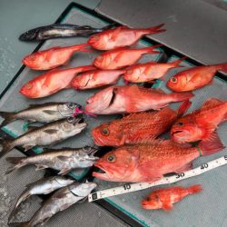 ＴＡＲＯＭＡＲＵ 釣果