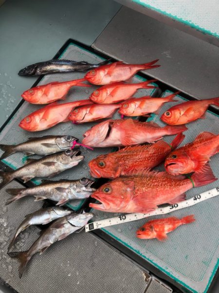 ＴＡＲＯＭＡＲＵ 釣果