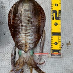 エヌスタイル 釣果