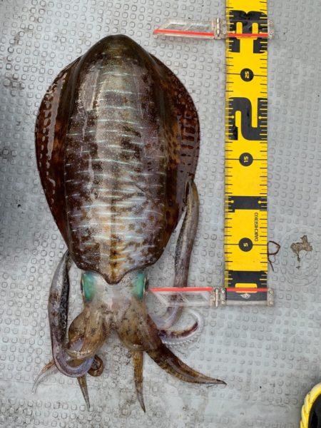 エヌスタイル 釣果