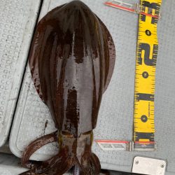 エヌスタイル 釣果