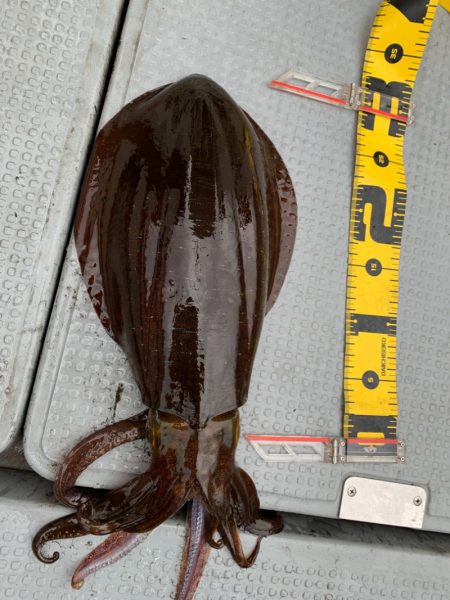 エヌスタイル 釣果