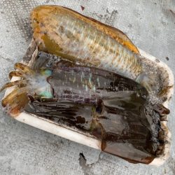 エヌスタイル 釣果