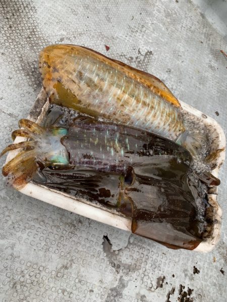 エヌスタイル 釣果