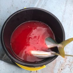 あみや渡船 JIGBOY 釣果