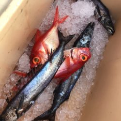 ＴＡＲＯＭＡＲＵ 釣果