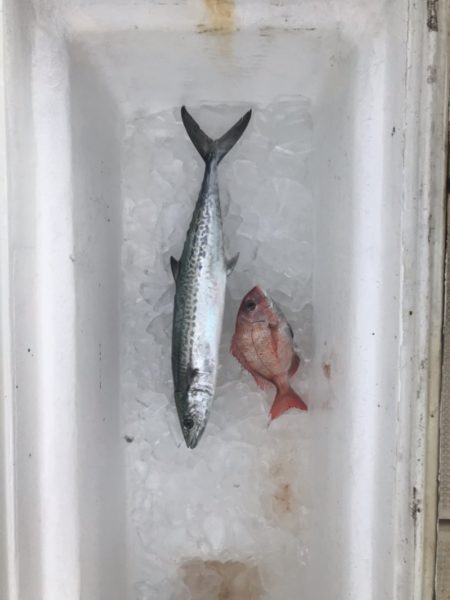 Monster Rush! 釣果