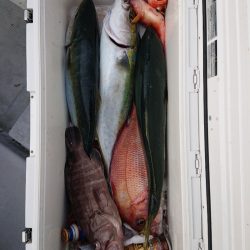 エンペラー 釣果