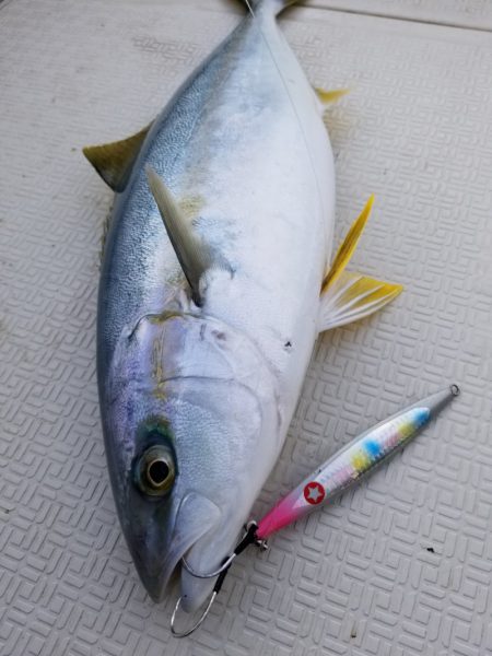 アマテラス 釣果