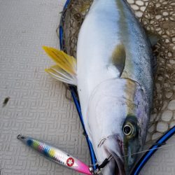 アマテラス 釣果