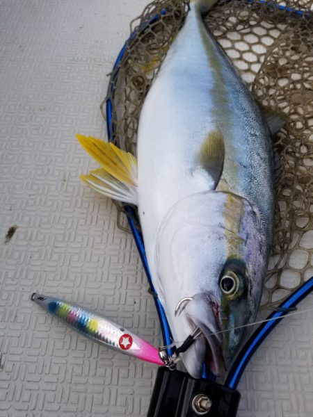 アマテラス 釣果