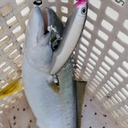 アマテラス 釣果