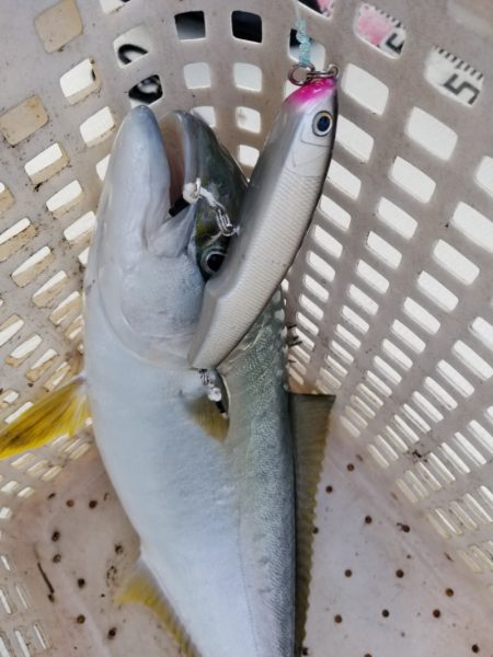 アマテラス 釣果