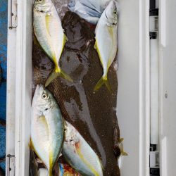 丸万釣船 釣果
