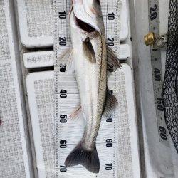 海龍丸（島根） 釣果