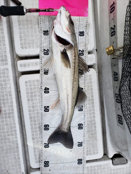 海龍丸（島根） 釣果