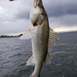 アマテラス 釣果