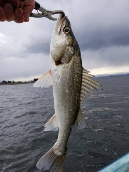 アマテラス 釣果