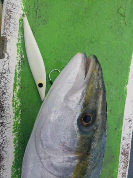 丸万釣船 釣果