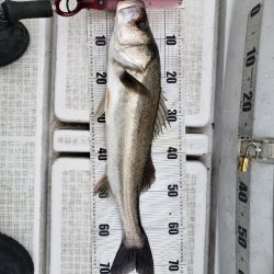 海龍丸（島根） 釣果