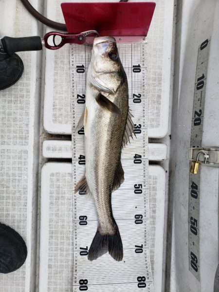 海龍丸（島根） 釣果