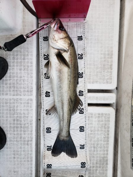 海龍丸（島根） 釣果