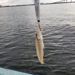 アマテラス 釣果