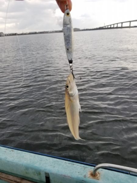 アマテラス 釣果